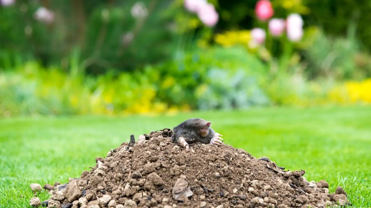Quali sono i metodi per allontanare le talpe dal giardino? Le soluzioni non cruente