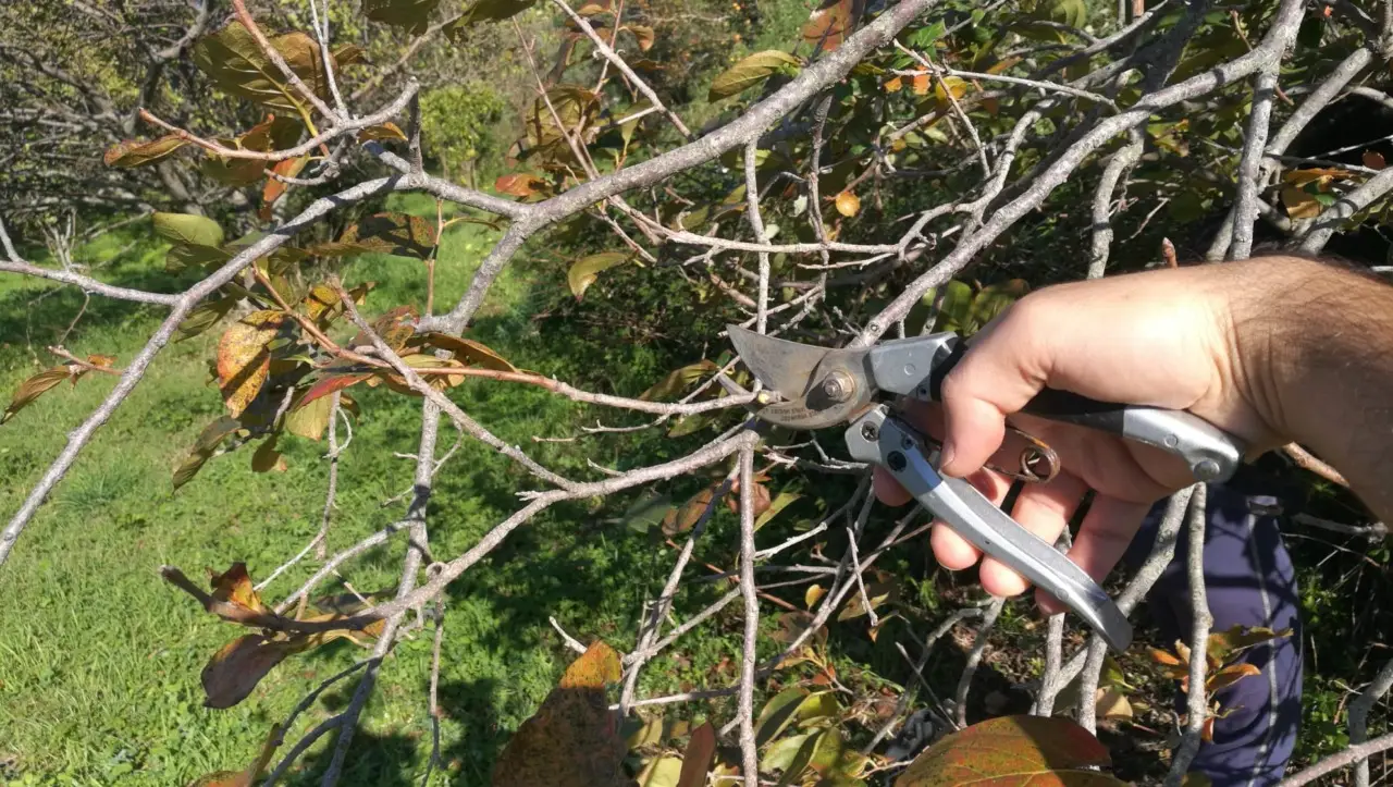 Il tuo albero di cachi non fa frutti? Ecco il possibile motivo e come intervenire