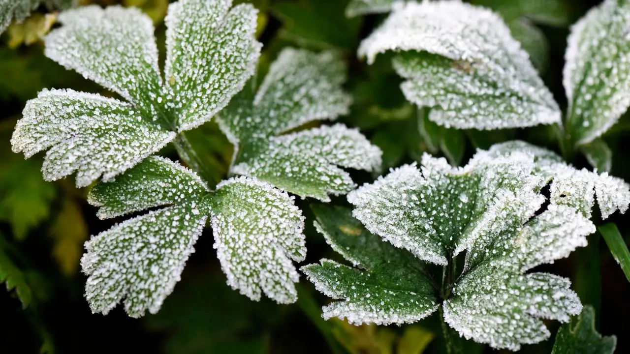 Non ritirare le piante troppo presto: questo è il momento esatto per salvarle dal freddo