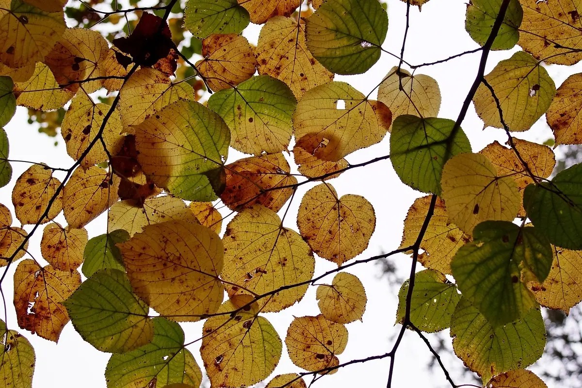 Il tuo larice perde le foglie in autunno? Ecco il motivo sorprendente per cui non devi preoccuparti