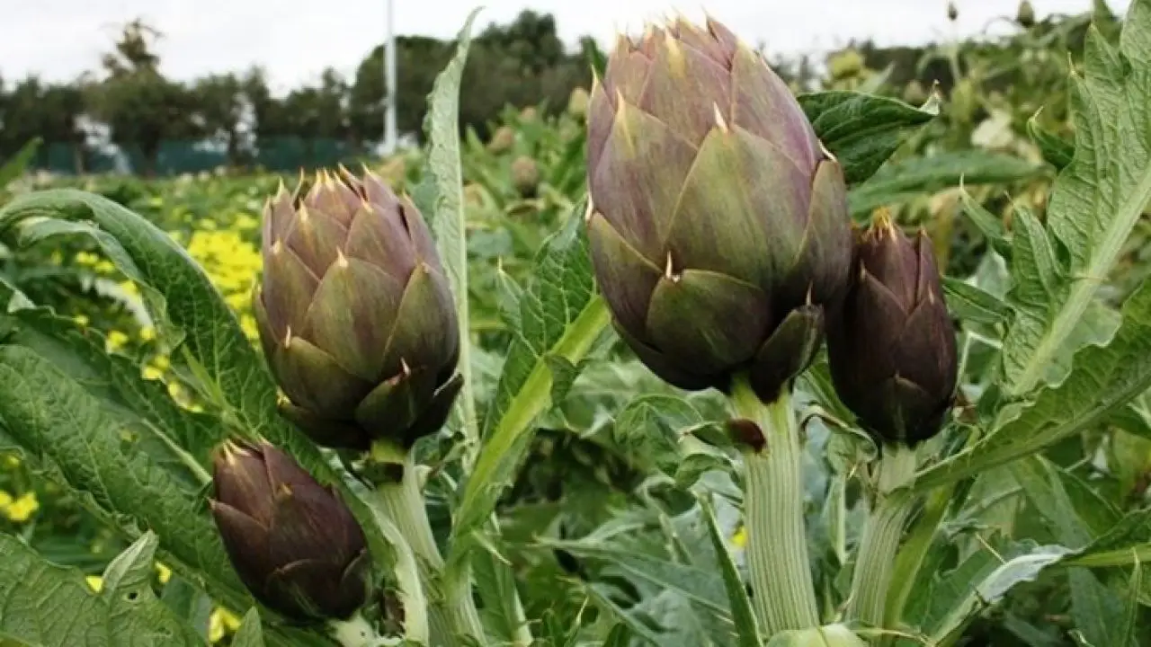 Il metodo rapido per pulire i cardi senza fatica né sprechi