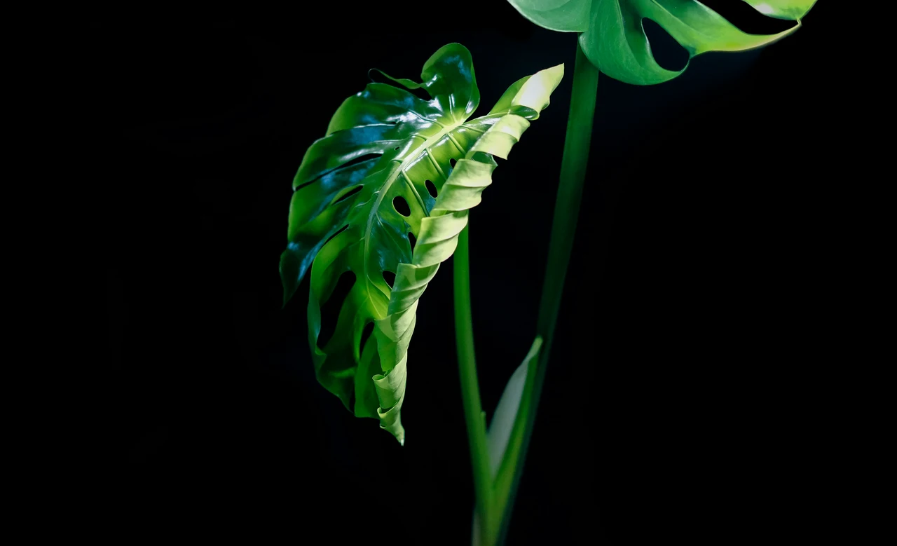Arrivano le piante bioluminescenti: ecco come illuminare la casa senza corrente