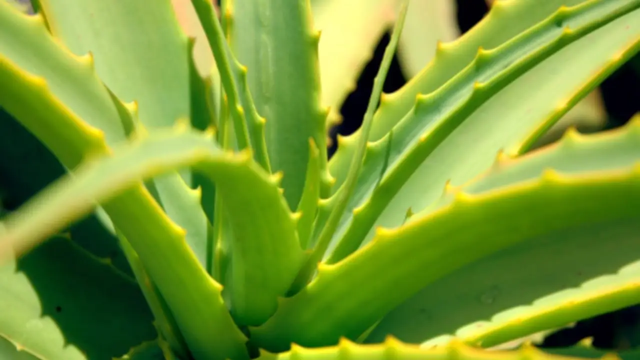 Il trucco segreto per far crescere l’aloe vera velocemente e senza malattie in vaso