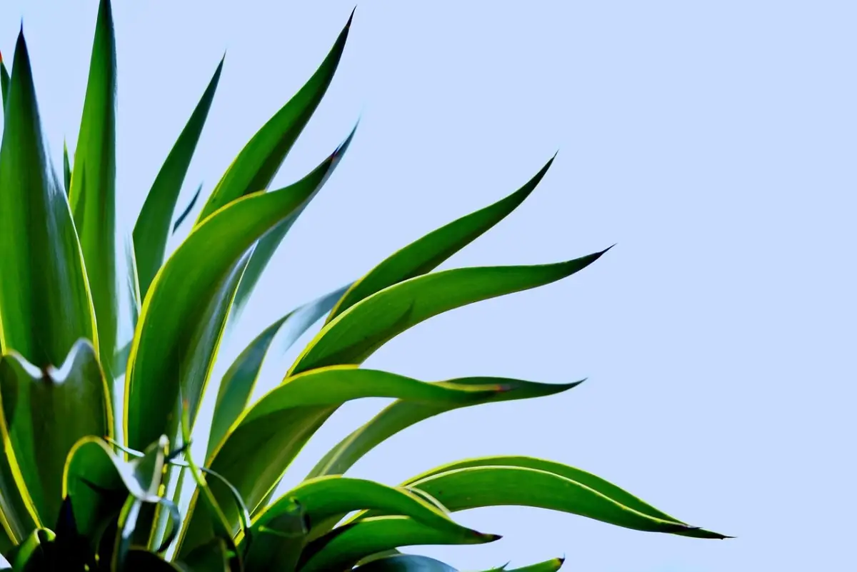 La tua Yucca ha le foglie gialle alla base, è normale? Sì, se sono solo quelle vecchie