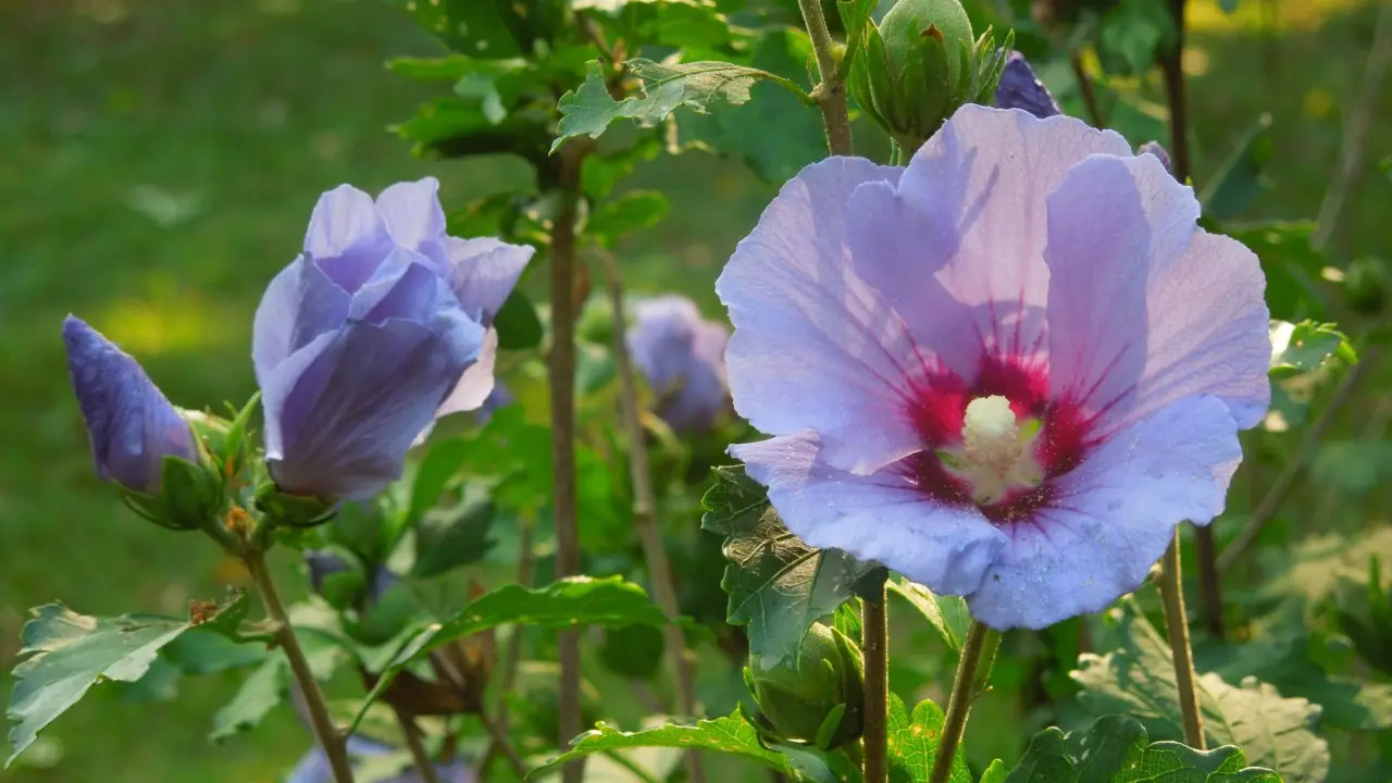 Quali sono le piante perenni che fioriscono per tutta l’estate? Le alleate del giardino pigro