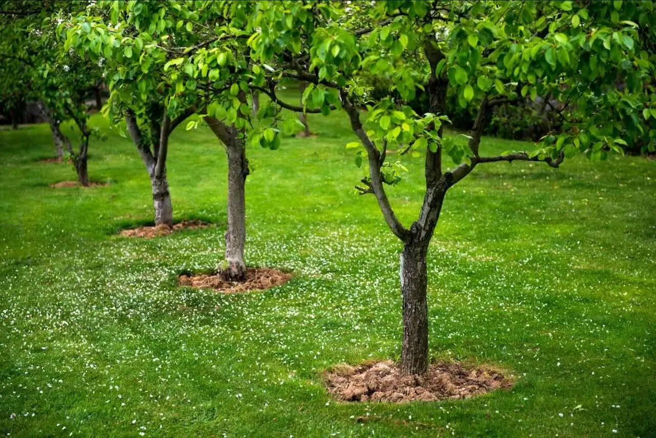 Quali sono i migliori alberi da piantare in un giardino piccolo? Le varietà a crescita contenuta