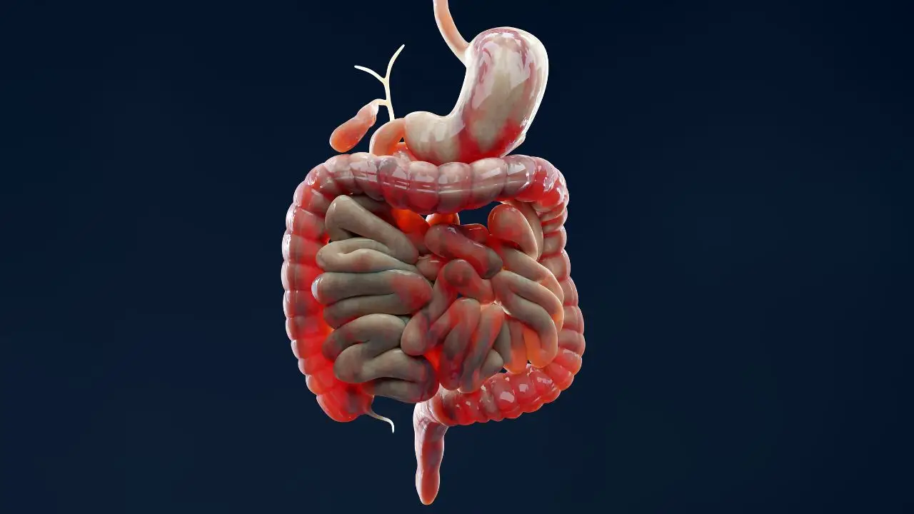 Che cos’è l’eubiosi intestinale? Ecco la risposta